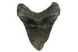 Fossil Megalodon Tooth - South Carolina #178793-2